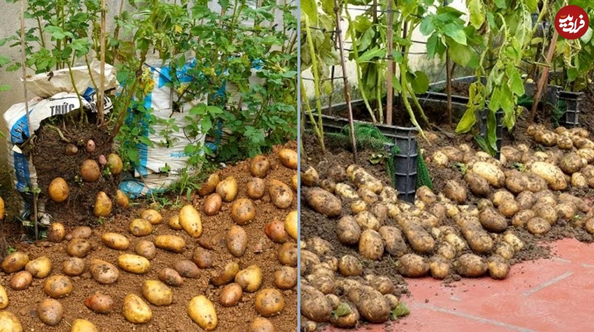 روشهایی برای کاشت لذتبخش «سیبزمینی» در خانه