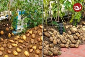 روش‌هایی برای کاشت لذتبخش «سیب‌زمینی» در خانه