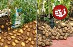 روشهایی برای کاشت لذتبخش «سیبزمینی» در خانه