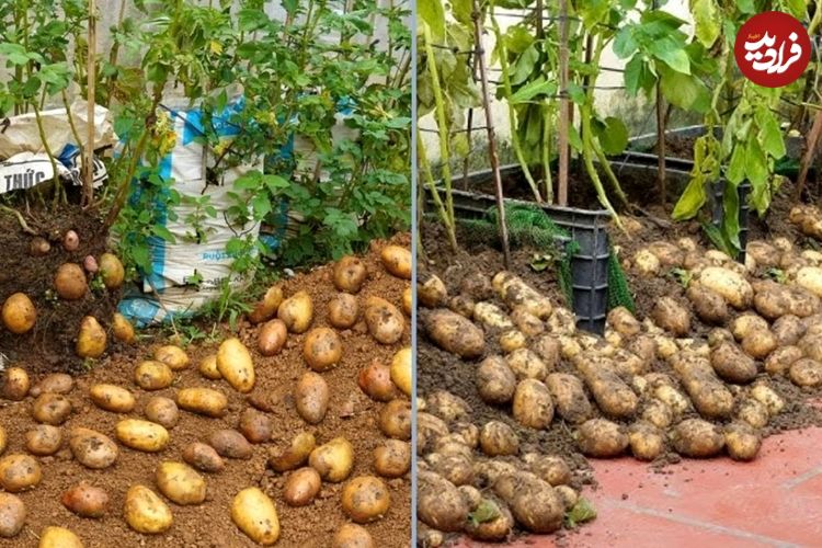 روشهایی برای کاشت لذتبخش «سیبزمینی» در خانه