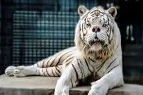 تصاویر؛ فاجعه ای پشت نقاب زیبایی؛ داستان «کنی» و حقایق تلخ بهره کشی ژنتیکی