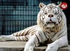 تصاویر؛ فاجعه ای پشت نقاب زیبایی؛ داستان «کنی» و حقایق تلخ بهره کشی ژنتیکی