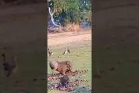 (ویدئو) وقتی جای شکار و شکارچی عوض می شود؛ گراز به پلنگ حمله کرد!