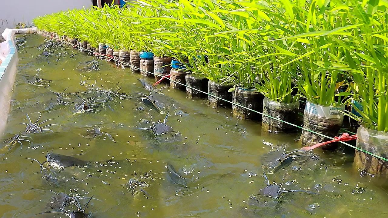 (ویدئو) یک روش سریع و ساده برای پرورش ماهی در حیاط خانه