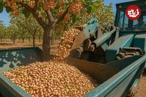 ببینید؛ چگونه کشاورزان آمریکایی صدها تن پسته را برداشت و فرآوری می کنند؟