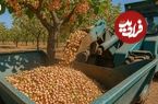 ببینید؛ چگونه کشاورزان آمریکایی صدها تن پسته را برداشت و فرآوری می کنند؟