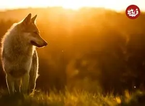 اولین سگ‌های شناخته شده در کنار انسان‌های عصر یخبندان زندگی می‌کردند