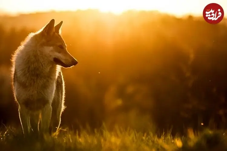 اولین سگ‌های شناخته شده در کنار انسان‌های عصر یخبندان زندگی می‌کردند