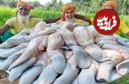 (ویدئو) فرآیند پخت 50 کیلو چلو خورشت زبان گاومیش توسط سه پدربزرگ هندی