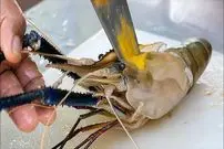 ببینید| غذای خیابانی در تایلند؛ تهیه میگوی کبابی با مرکبات در بانکوک