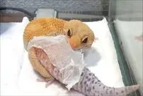 (ویدئو) لحظه ای حیرت انگیز از پوست اندازی مارمولک پلنگی از نمای نزدیک