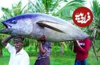 ببینید؛ غذای روستایی در هند؛ برش ماهرانه ماهی تن 100 کیلویی و پخت غذا با آن