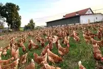 (ویدئو) فرآیند پرورش میلیون ها مرغ محلی در فضای آزاد توسط اروپایی ها