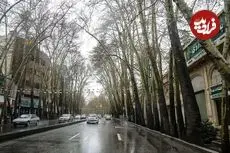 عکس| سفر به ایران قدیم؛ نمایی از «خیابان ولیعصر، چنارها و تپه های اطراف اش»؛ سال 1317