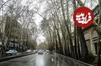عکس| سفر به ایران قدیم؛ نمایی از «خیابان ولیعصر، چنارها و تپه های اطراف اش»؛ سال 1317