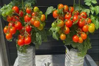 (ویدئو) چطور گوجه گیلاسی را در بطری‌های پلاستیکی در منزل پرورش دهیم؟
