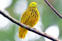 ببینید| 10 گونه از زیباترین کبوترها و قمری های سراسر جهان که تابه حال ندیده اید