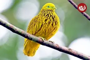 ببینید| 10 گونه از زیباترین کبوترها و قمری های سراسر جهان که تابه حال ندیده اید