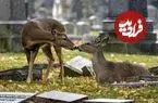 ببینید| هجوم گوزن‌های گرسنه به قبرستان