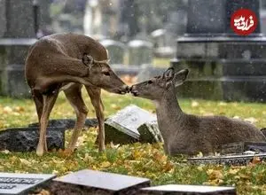 ببینید| هجوم گوزن‌های گرسنه به قبرستان
