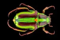 تصاویر| نمایش خیره‌کننده سوسک متالیک ماداگاسکار