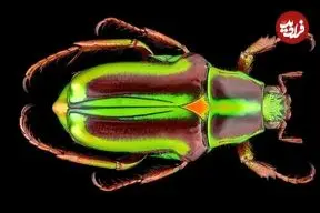 تصاویر| نمایش خیره‌کننده سوسک متالیک ماداگاسکار