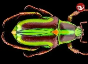 تصاویر| نمایش خیره‌کننده سوسک متالیک ماداگاسکار