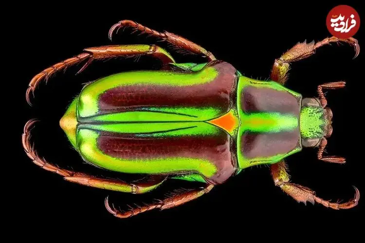 تصاویر| نمایش خیره‌کننده سوسک متالیک ماداگاسکار