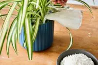 چرا نباید «آب برنج» را دور بریزیم؟