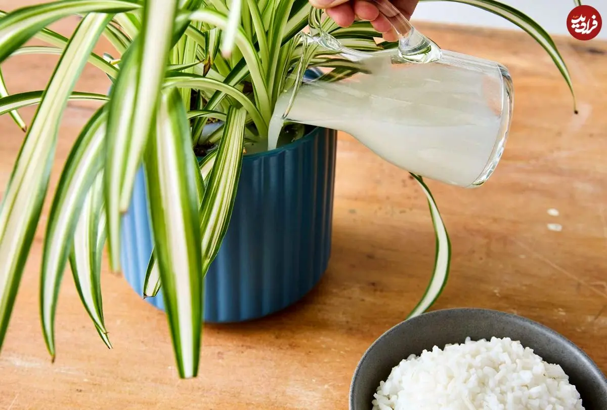 چرا نباید «آب برنج» را دور بریزیم؟