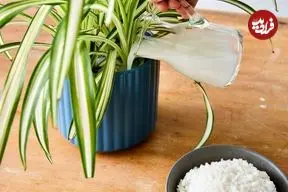 چرا نباید «آب برنج» را دور بریزیم؟