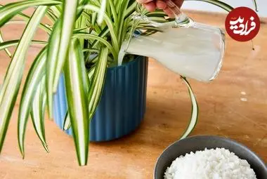 چرا نباید «آب برنج» را دور بریزیم؟