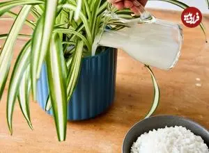 چرا نباید «آب برنج» را دور بریزیم؟