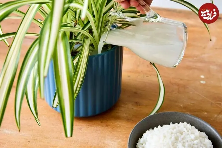 چرا نباید «آب برنج» را دور بریزیم؟