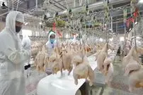 (ویدئو) مراحل پرورش، برش و بسته بندی و فرآوری مرغ در بزرگترین کارخانه جهان
