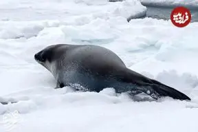 اولین تصاویر زیرآبی از کوچک‌ترین فُک قطبی دنیا