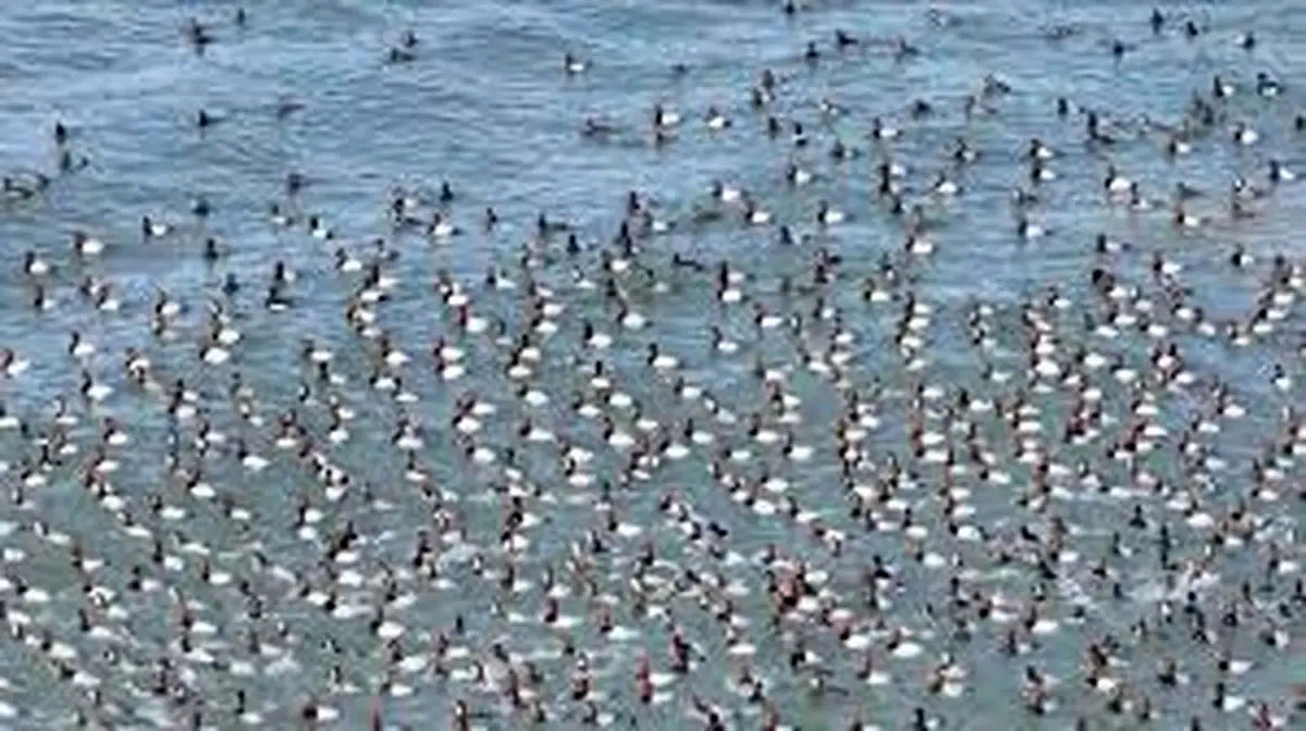 (ویدئو) تصویر آخرالزمانی یخ زدن هزاران پرنده کنار دریاچه