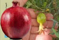 (ویدئو) چگونه در خانه انار کوتوله بکاریم و در همان سال اول انار برداشت کنیم؟