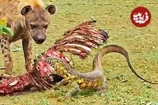 ببینید| درگیری بامزه بین بزمجه و کفتار برسر لاشه گورخر