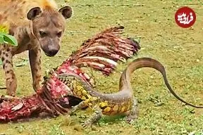 ببینید| درگیری بامزه بین بزمجه و کفتار برسر لاشه گورخر