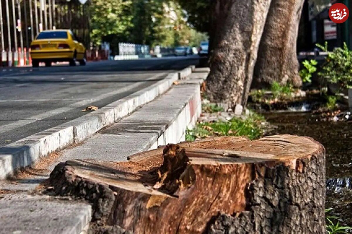 درختان این خیابان معروف را با ترزیق ماده‌ای عجیب از پا درآوردند!