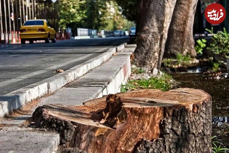 درختان این خیابان معروف را با ترزیق ماده‌ای عجیب از پا درآوردند!