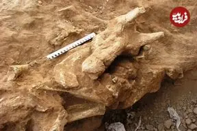 نقشه تازه حفاظت از فسیل‌های ارزشمند ایران تهیه شد