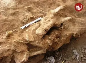 نقشه تازه حفاظت از فسیل‌های ارزشمند ایران تهیه شد