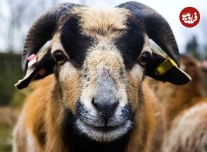 (تصاویر) «کوتوله کامرونی»؛ گوسفندی که پشم ندارد و پشت سرش را می‌بیند!