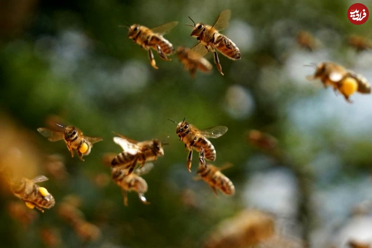 (عکس) تاخیر سه ساعته هواپیما به خاطر استراحت زنبورها
