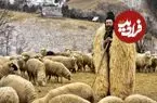 عکس| سفر زمان؛ یک چوپان با گله اش در نزدیکی سی‌وسه‌پل اصفهان و در دوران قاجار
