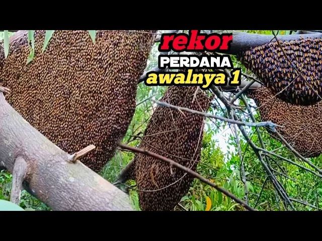 (ویدئو) برداشت 3 قاب عسل وحشی به وزن 22 کیلوگرم از روی درخت توسط دو شکارچی مالزیایی
