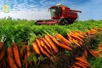 ببینید| چگونه آمریکایی ها هزاران هویج را برداشت و فرآوری می‌کنند؟