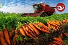 ببینید| چگونه آمریکایی ها هزاران هویج را برداشت و فرآوری می‌کنند؟